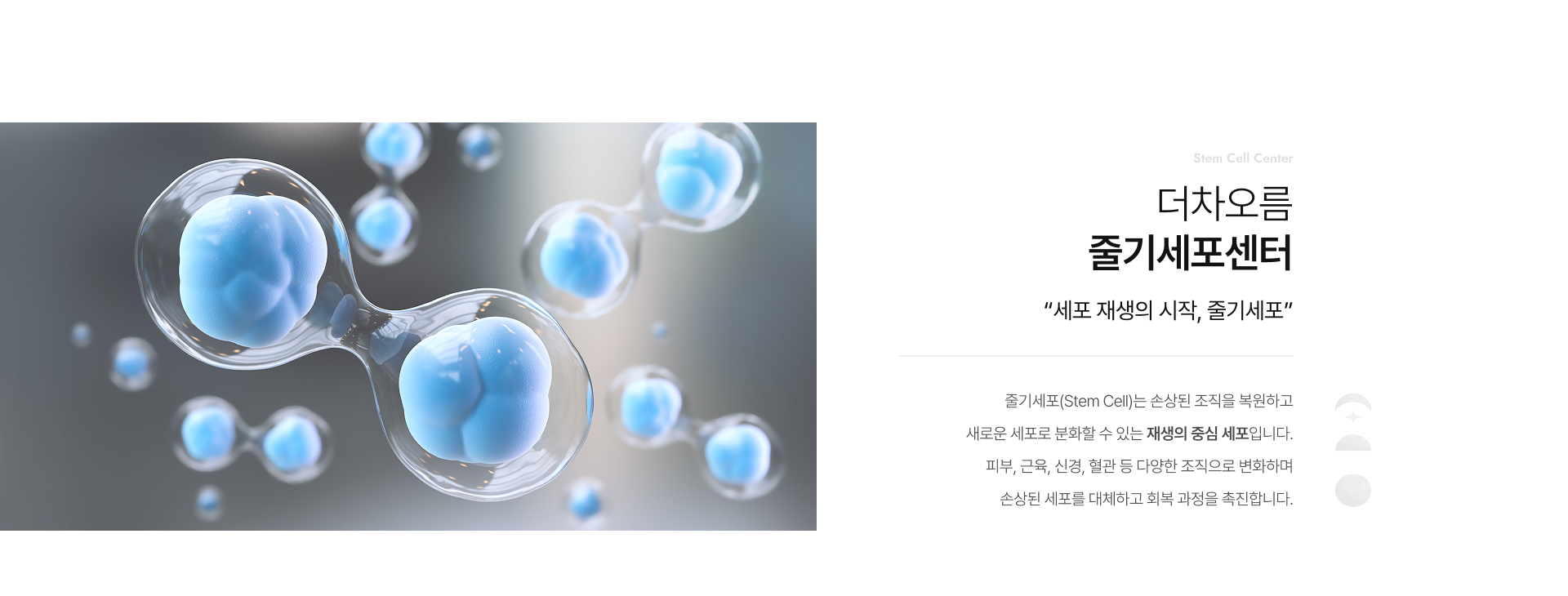 줄기세포란 상세01